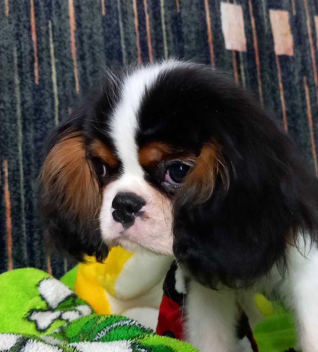 Кавалер кінг чарльз спаніель