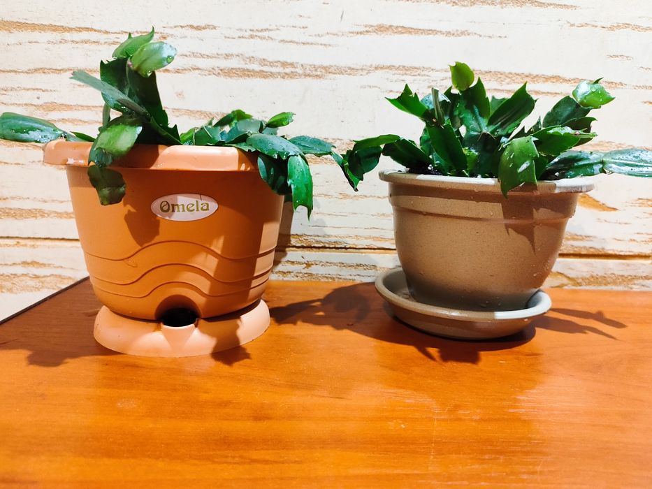 Шлюмбергера різдвяник рожеві квіти