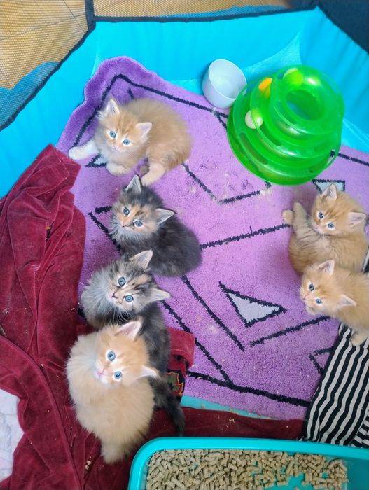 Мейн кун кошенята, 1 місяць