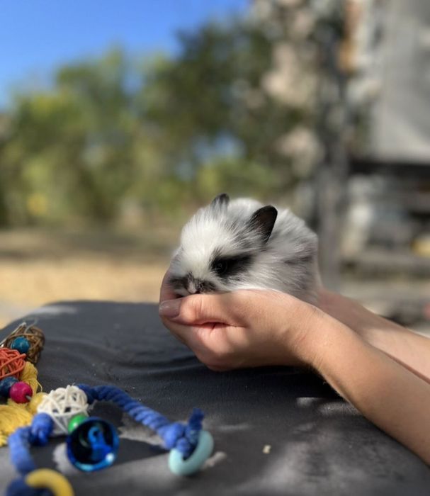 Декоративні кролики