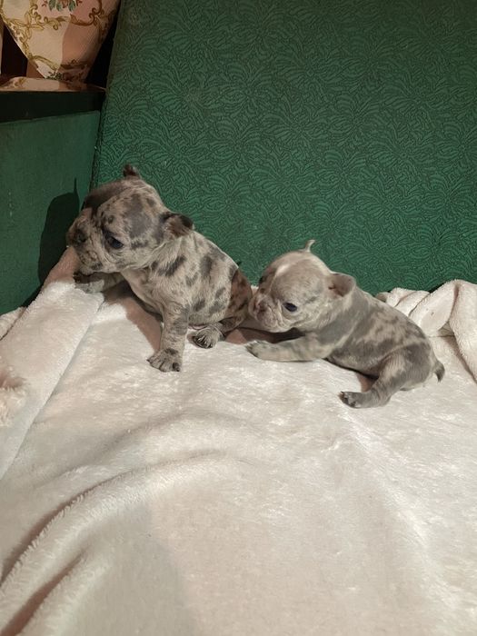 Бронь французы мерле