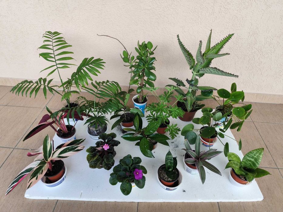 Rośliny doniczkowe różne .