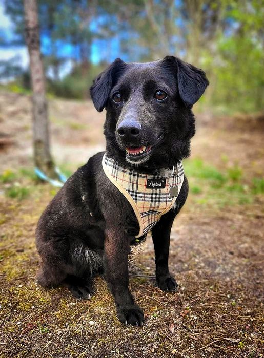 Kulka na tropie domu