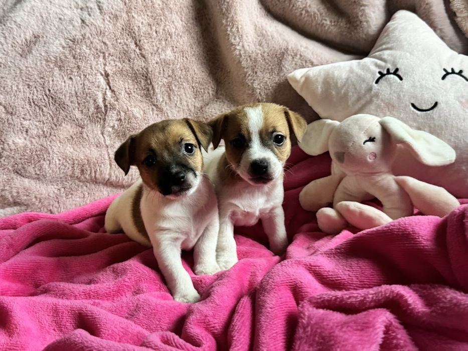 Jack Russell Terrier - SUNIA gotowa do odbioru