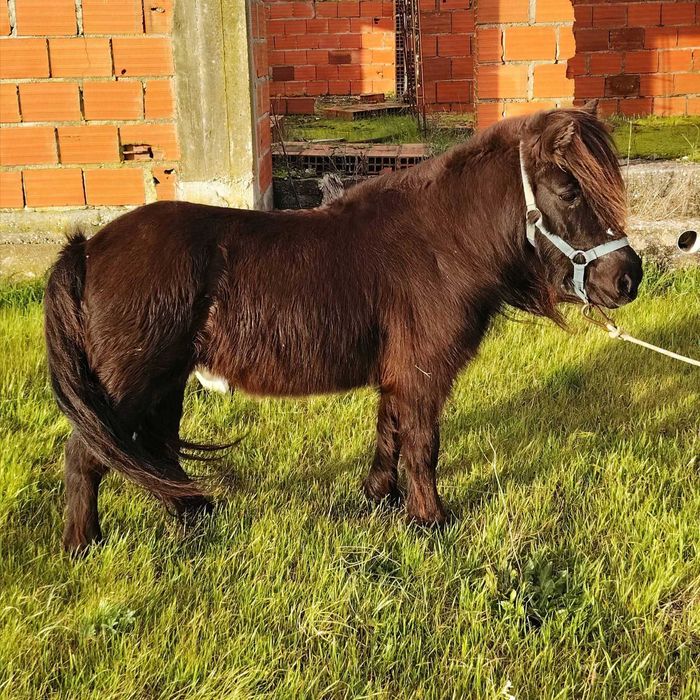 Pónei fêmea muito bonita