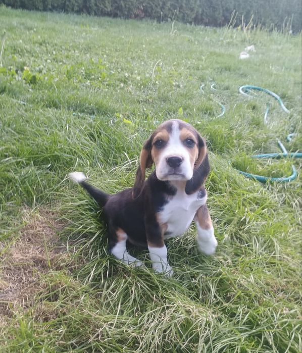 Szczeniak beagle piesek