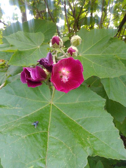 Jardineiro para serviços