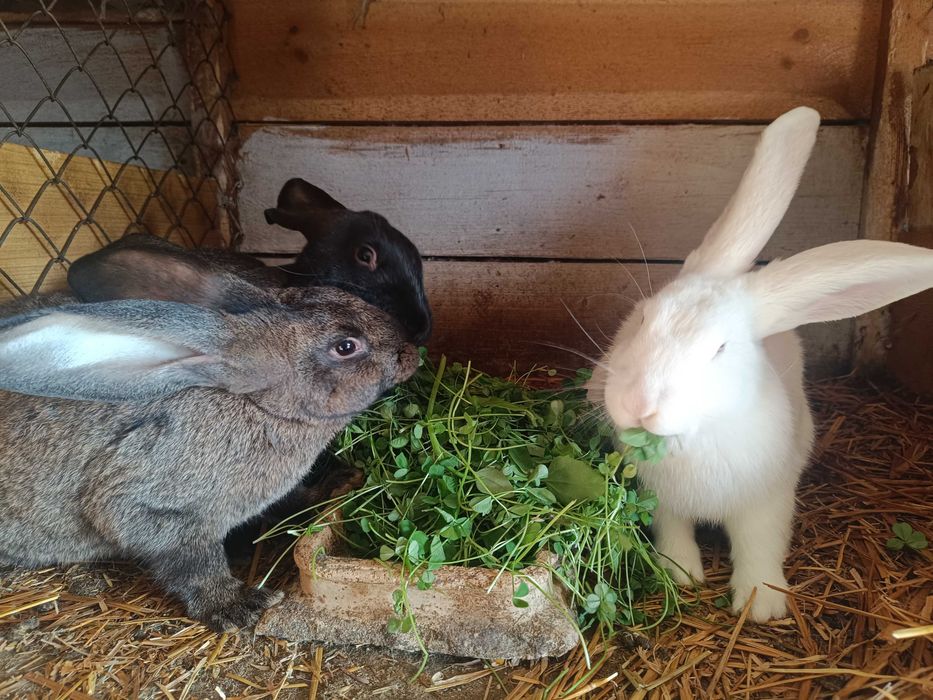 Młode piękne króliczki