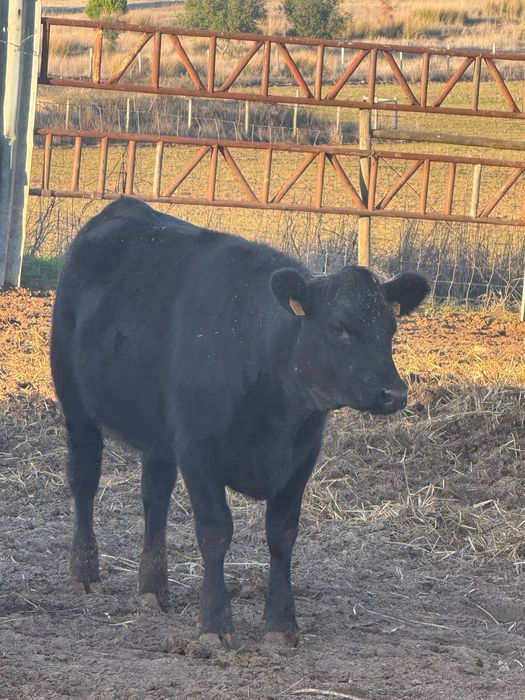 Venda bezerras angus