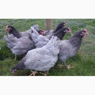 Інкубаційне яйце Домінант D107