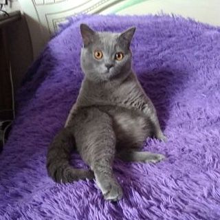 Вязка шотландец прямоухий. На поселке Котовского
