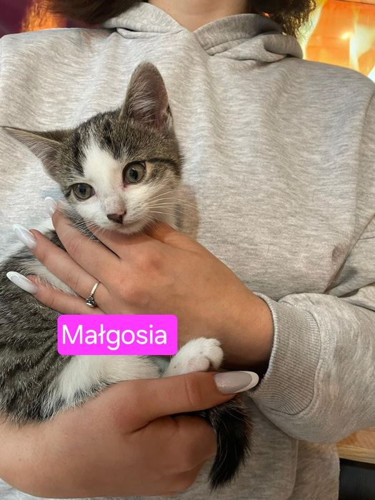 Jaś i Małgosia szukają domu