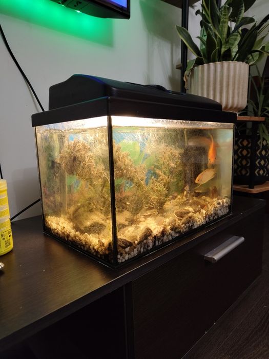 Sprzedam akwarium z rybkami