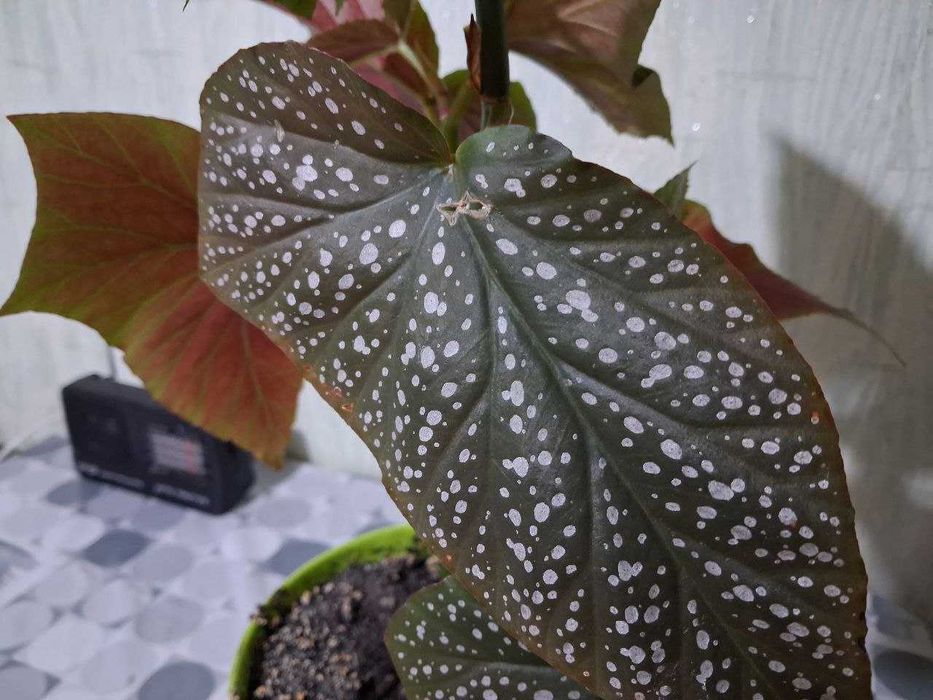 Бегония пятнистая