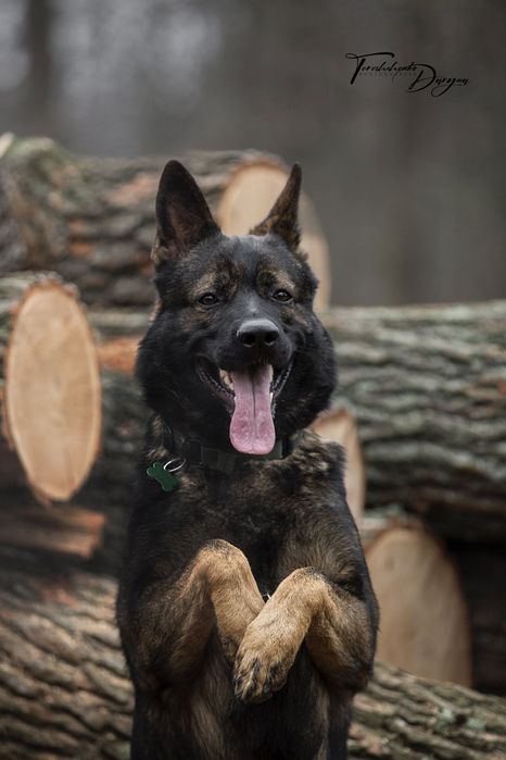 вязка; HD;ED зонарний кобель Німецька Вівчарка робочого розведення КСУ