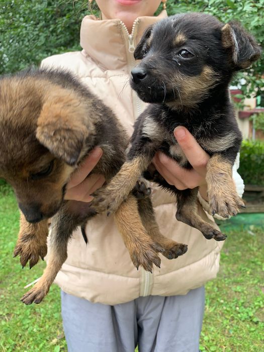 Цуцики дівчатка в добрі руки