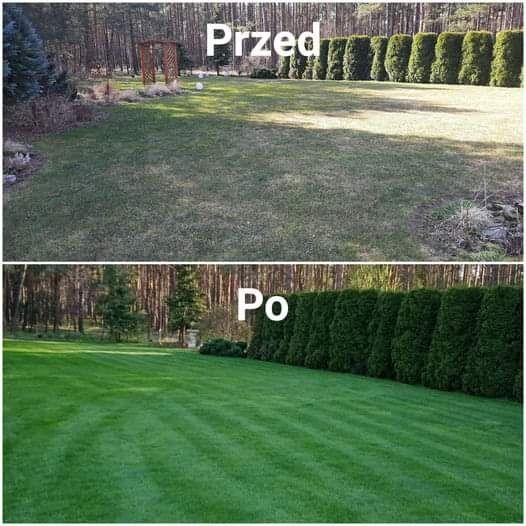 Renowacja trawnika, aeracja, wertykulacja, piaskowanie, dosiewka