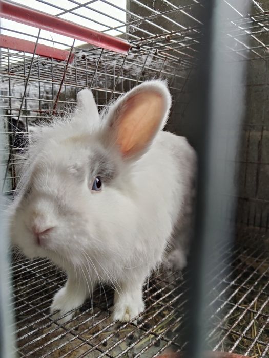 Coelhinhos anões adultos