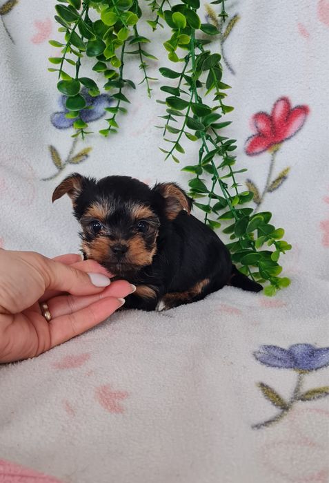 Estupendo menino Yorkshire Terrier mini de Qualidade