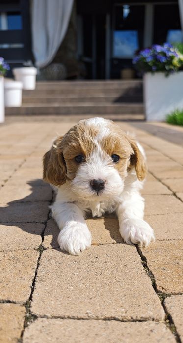 **Cavapoo**cudowny piesek !