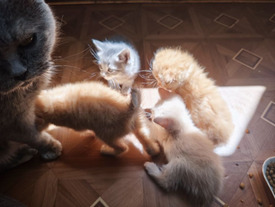 Котята, 1 місяць і неділя