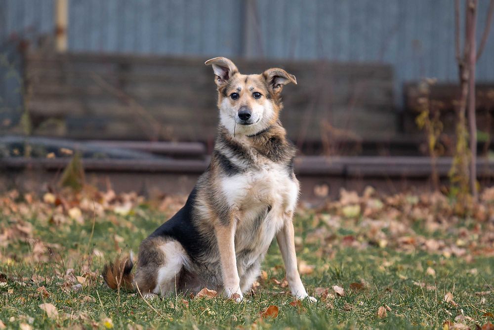 Віддам в добрі руки милу, ніжну собаку Сейді.