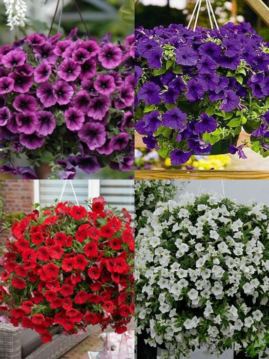 Сурфінія,петунія,калібрахоа,бакопа,вербена,гвоздика,глехома варегата