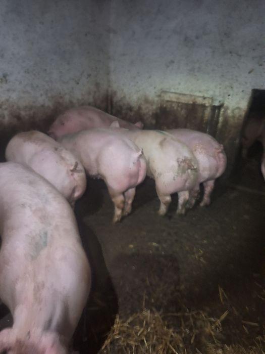 Свині,тушки , півтушки...