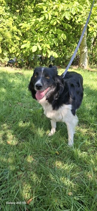 Szczeniaki border collie- mieszańce.