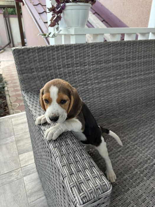 Цуценя бігль дівчинка чудова