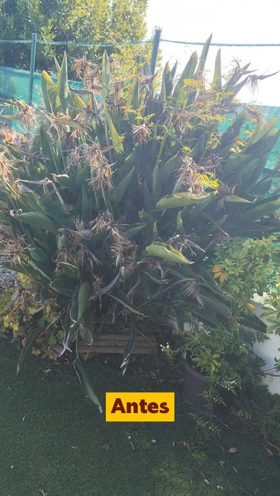 Limpeza e Manutenção de Jardins