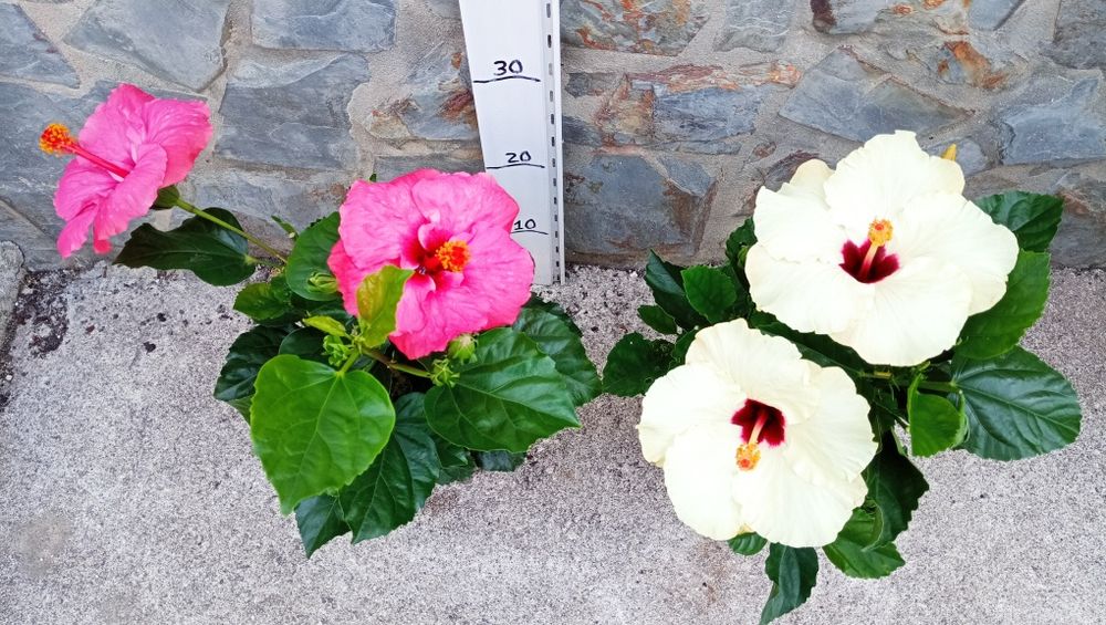 Hibisco sinensis amarelo