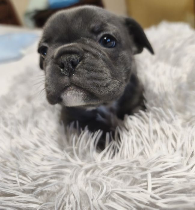 Chłopczyk  buldog francuski blue