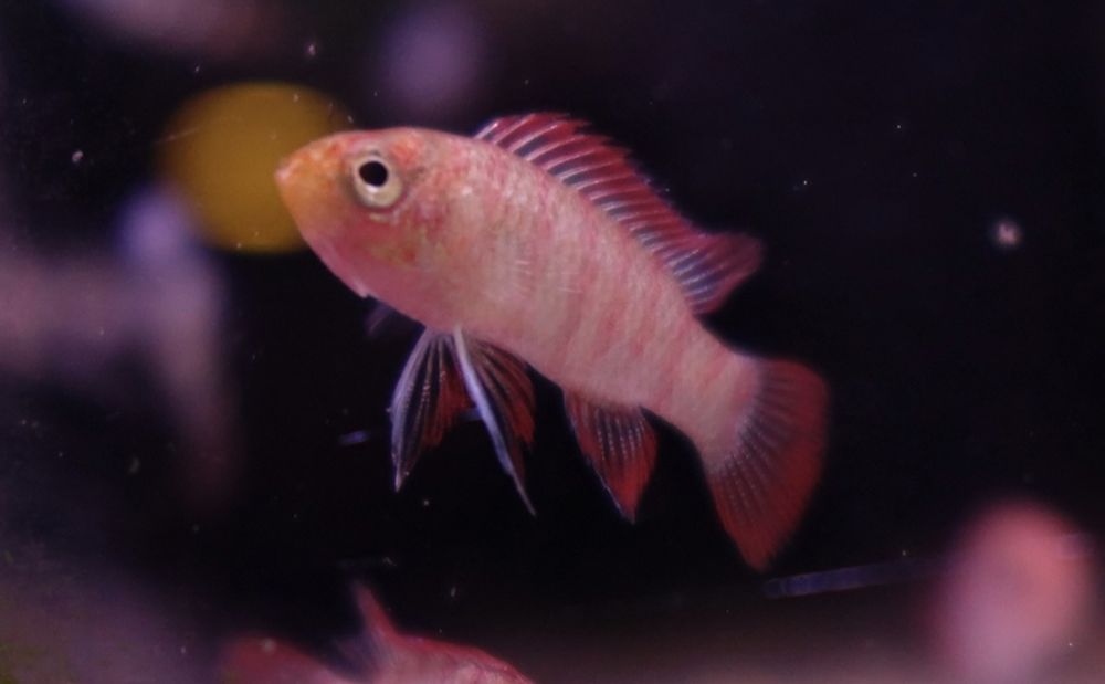 Badis bengalski od Neon Zoo