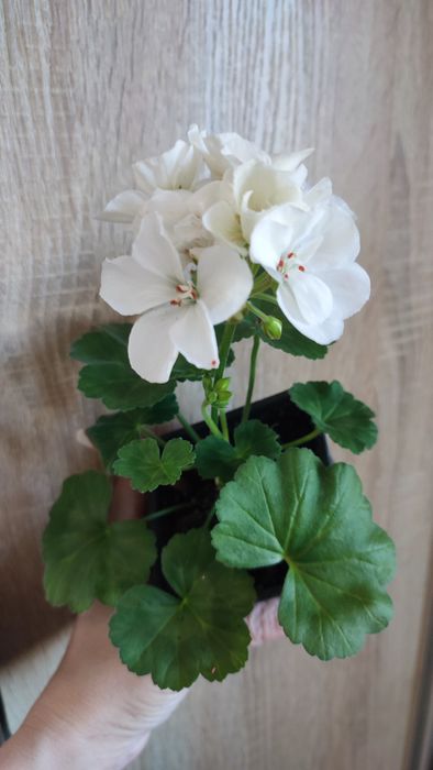 Пеларгонія зональна, королівська герань