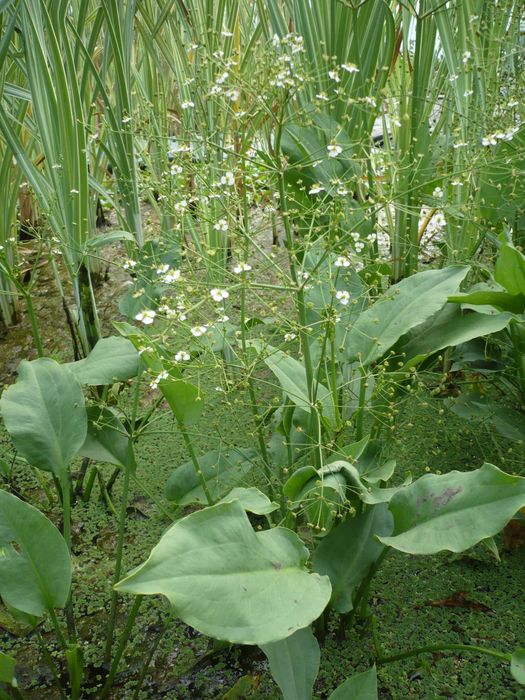 Rośliny wodne, rośliny przybrzeżne , Kamieńsk lesiakowski.pl