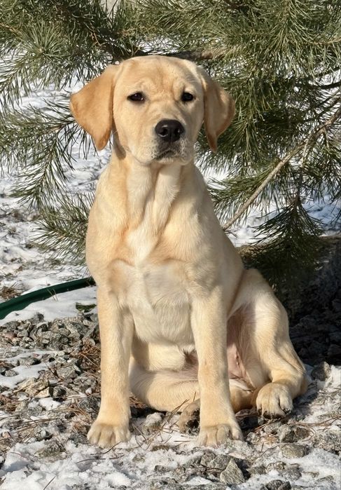 Гарна дівчинка з розплідника КСУ.