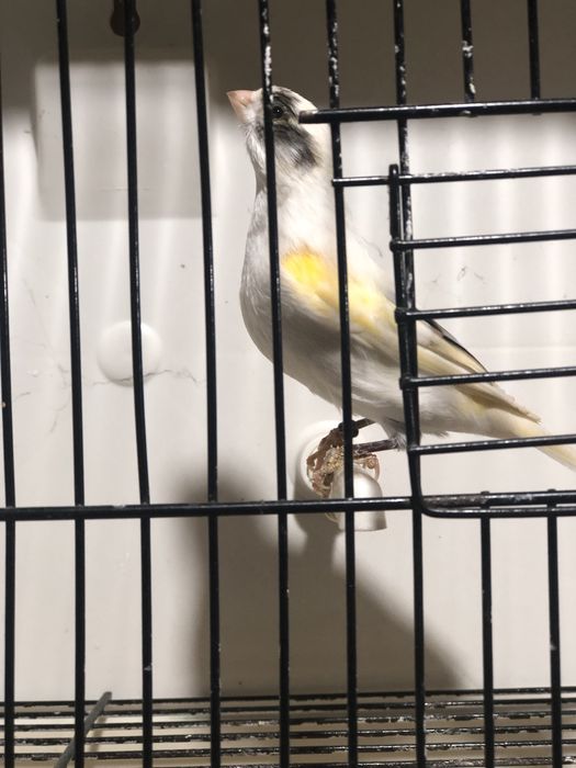 R1 MESTIÇO DE SERINUS SERINUS SEXO ND DE 2025