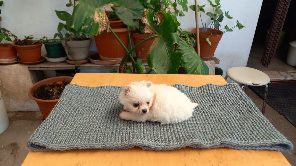 Spitz Alemão Lulu com vacinas