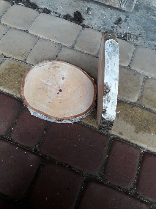 Plastry drewna brzoza  22 cm  brzozy  plaster krążki