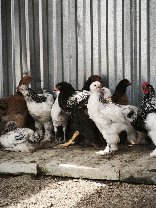 Продам кури та птицю