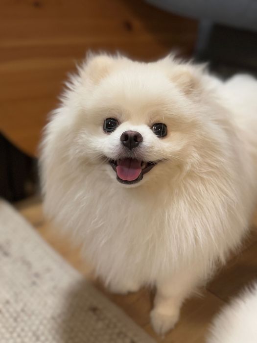 Reproduktor szpic pomeranian, Kalisz. Usługa krycia suni. Dopuszczenie