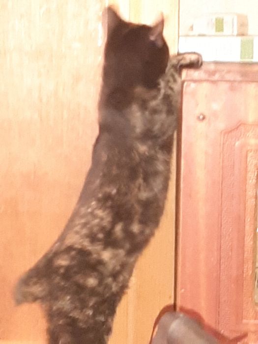 Курильский бобтейл 11 мес,редкий черепаховий окрас,дівчинка 8 міс.