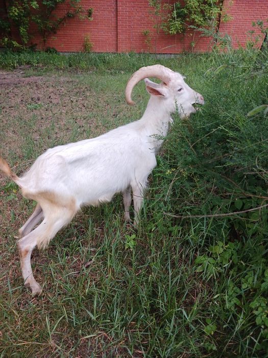 Козлики НА ПЛЕМ'Я