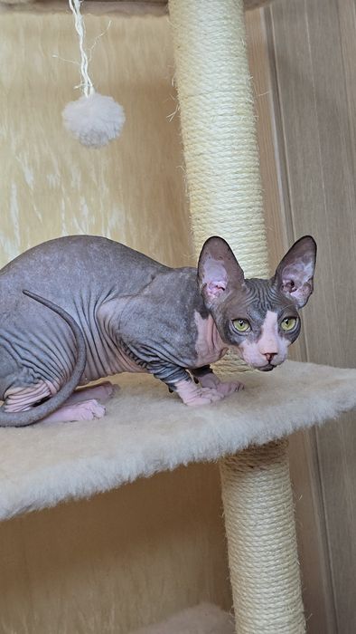 Сфінкс дівчинка в улюбленці