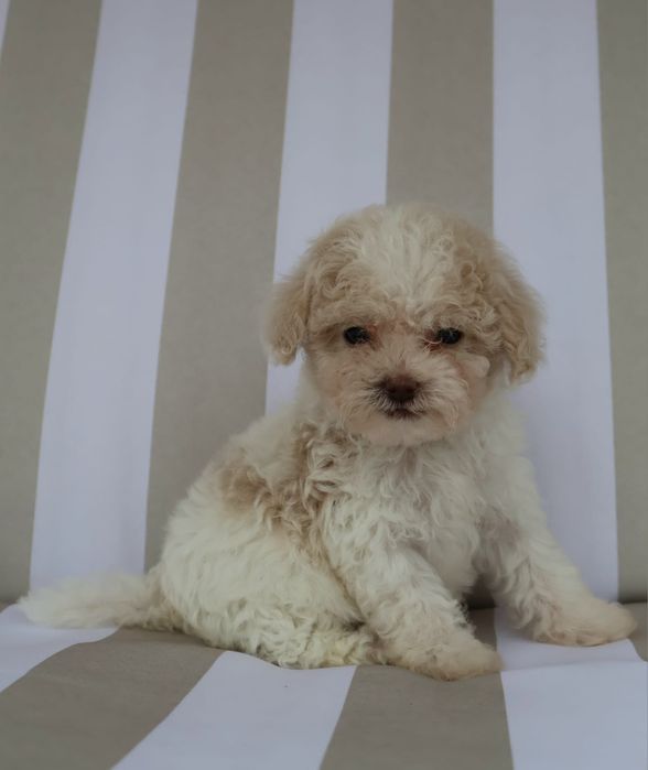 Caniche ou Poodle Toy