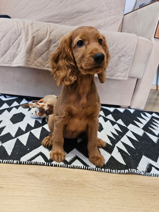 Cocker spaniel angielski