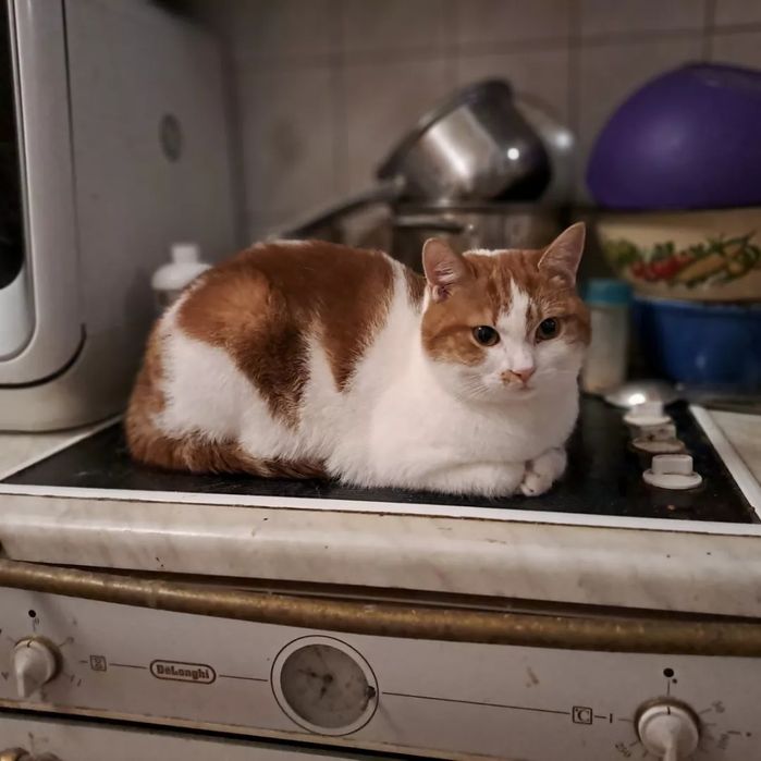 Отдам рыже-белого кота, 1 год, кастрирован, привит