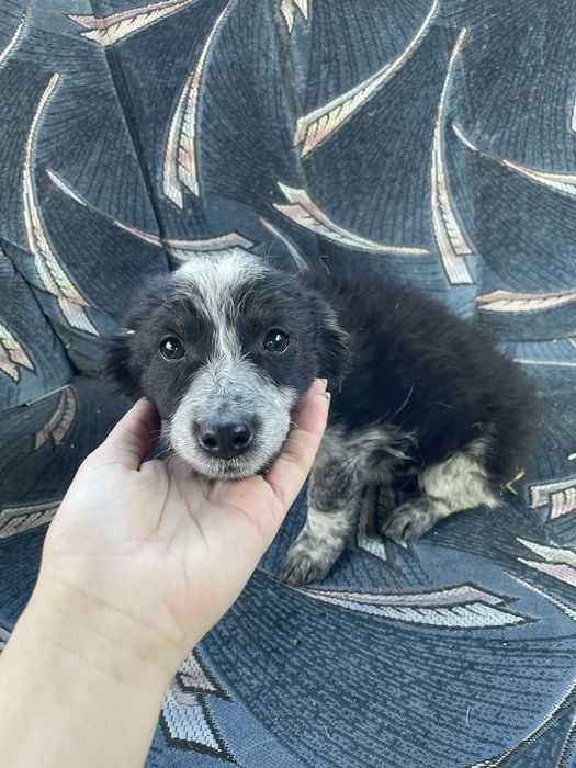 Выкинули на свалку 3х братиков. Ели мусор и отходы(есть видео)