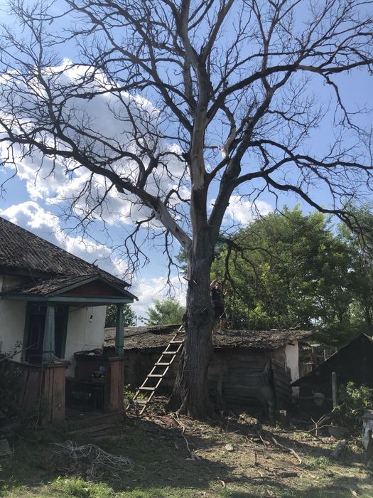 Випилка участків ,спил дерев, розмил дров